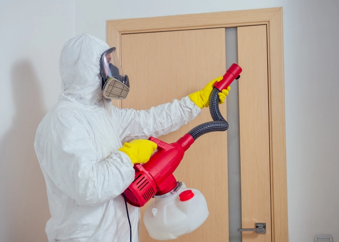 Tratamiento contra chinches en Alicante 03001